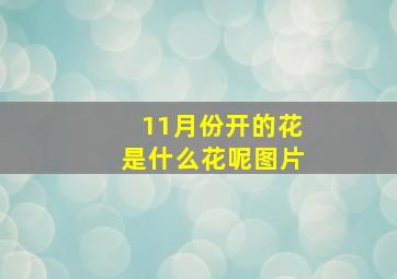 11月份开的花是什么花呢图片