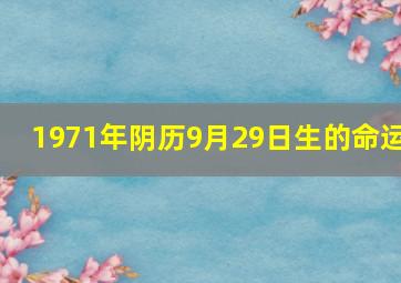 1971年阴历9月29日生的命运