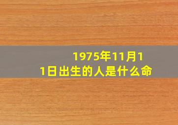 1975年11月11日出生的人是什么命