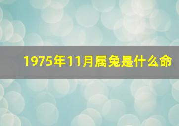 1975年11月属兔是什么命