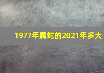 1977年属蛇的2021年多大