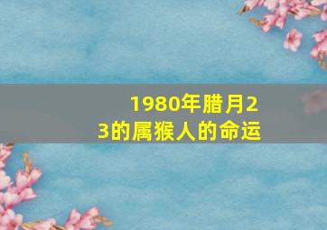 1980年腊月23的属猴人的命运