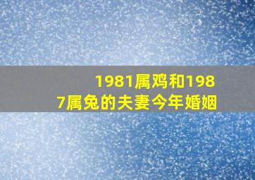 1981属鸡和1987属兔的夫妻今年婚姻