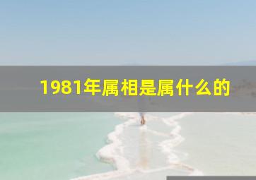 1981年属相是属什么的