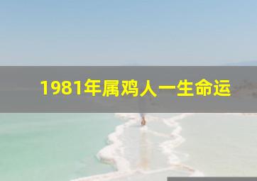 1981年属鸡人一生命运