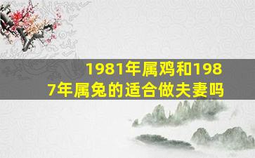 1981年属鸡和1987年属兔的适合做夫妻吗