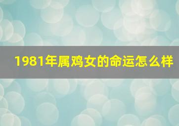 1981年属鸡女的命运怎么样