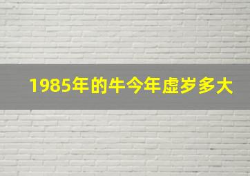 1985年的牛今年虚岁多大