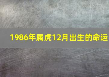 1986年属虎12月出生的命运