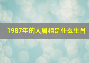 1987年的人属相是什么生肖