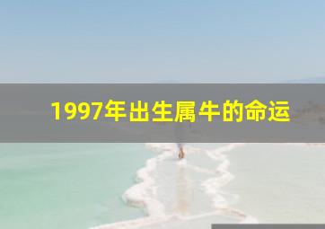 1997年出生属牛的命运