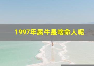 1997年属牛是啥命人呢