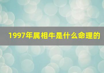 1997年属相牛是什么命理的