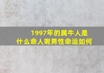 1997年的属牛人是什么命人呢男性命运如何