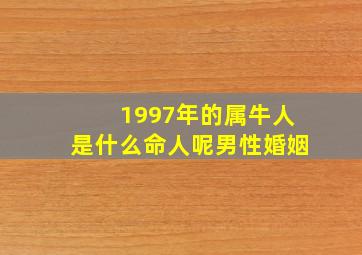 1997年的属牛人是什么命人呢男性婚姻