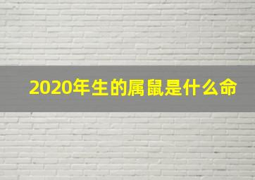 2020年生的属鼠是什么命