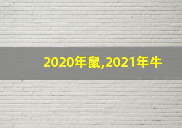 2020年鼠,2021年牛