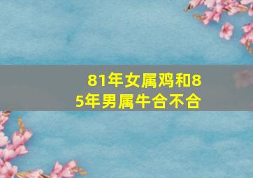 81年女属鸡和85年男属牛合不合