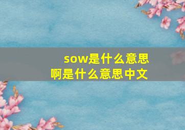 sow是什么意思啊是什么意思中文