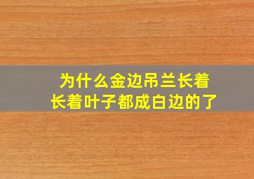 为什么金边吊兰长着长着叶子都成白边的了