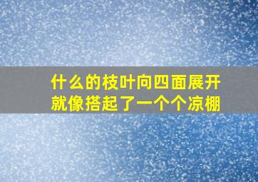 什么的枝叶向四面展开就像搭起了一个个凉棚