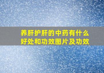 养肝护肝的中药有什么好处和功效图片及功效