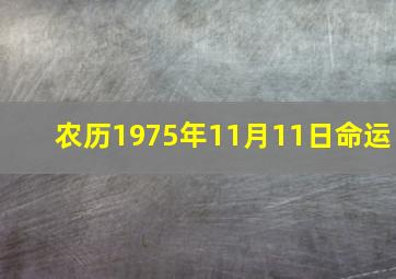 农历1975年11月11日命运