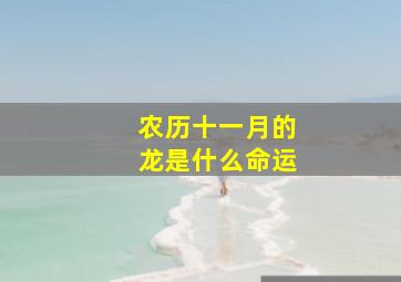 农历十一月的龙是什么命运