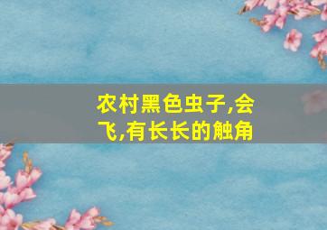 农村黑色虫子,会飞,有长长的触角