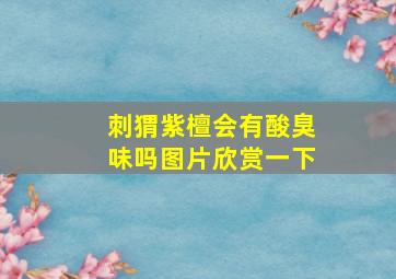 刺猬紫檀会有酸臭味吗图片欣赏一下