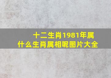 十二生肖1981年属什么生肖属相呢图片大全