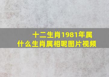 十二生肖1981年属什么生肖属相呢图片视频