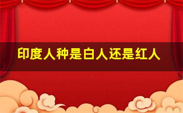 印度人种是白人还是红人