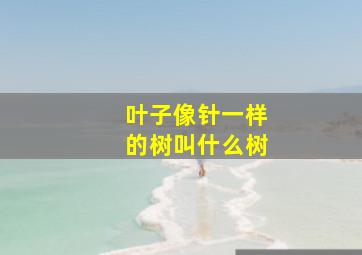 叶子像针一样的树叫什么树