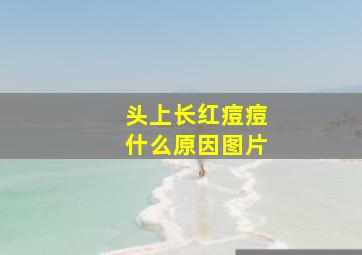 头上长红痘痘什么原因图片