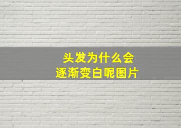 头发为什么会逐渐变白呢图片