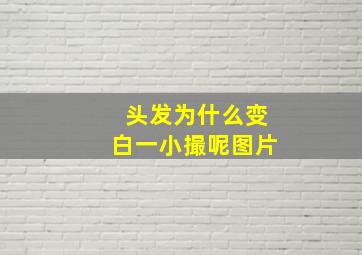 头发为什么变白一小撮呢图片