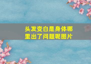 头发变白是身体哪里出了问题呢图片