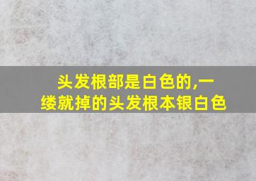 头发根部是白色的,一缕就掉的头发根本银白色