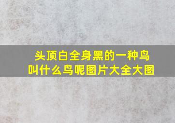 头顶白全身黑的一种鸟叫什么鸟呢图片大全大图