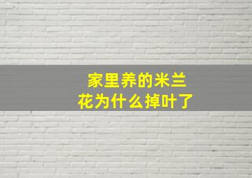 家里养的米兰花为什么掉叶了