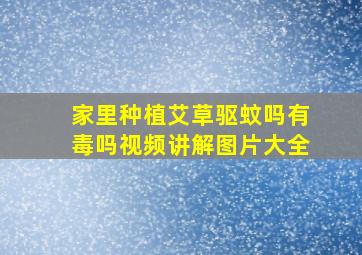 家里种植艾草驱蚊吗有毒吗视频讲解图片大全