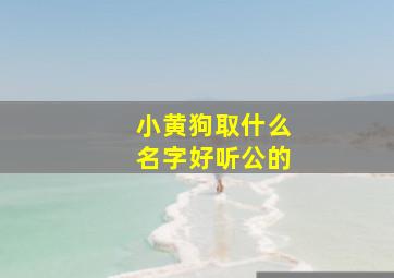 小黄狗取什么名字好听公的