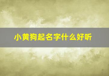 小黄狗起名字什么好听