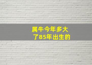 属牛今年多大了85年出生的