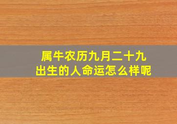 属牛农历九月二十九出生的人命运怎么样呢