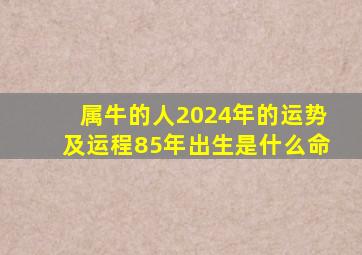 属牛的人2024年的运势及运程85年出生是什么命