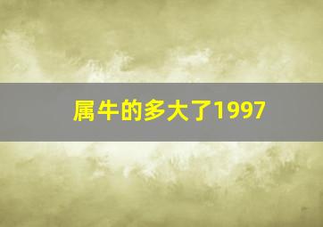 属牛的多大了1997