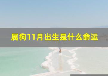 属狗11月出生是什么命运