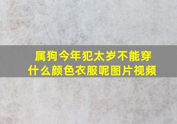 属狗今年犯太岁不能穿什么颜色衣服呢图片视频